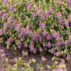 Oregano – Origanum rotundifolium 'Amethyst Falls'