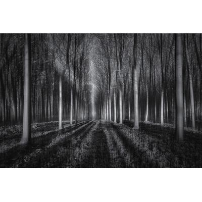 Fototapete PAPERMOON "Photo-Art JINGSHU ZHU, IN DEN WALD", bunt, B:4m L:2,6m, Vlies, Tapeten