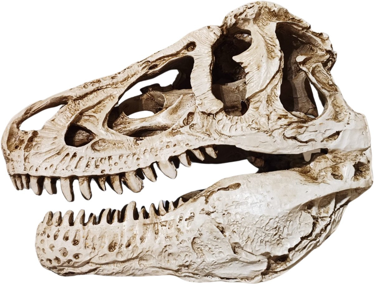 GreatGift T-Rex Schedel Replica Tyrannosaurus Rex Fossiel Decoratie in Luxe Geschenkset