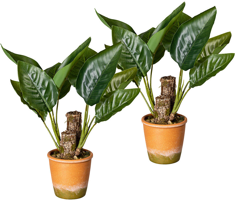 kaiserkraft Canna-Blattpflanze, VE 2 Stk, im Paperpot mit Kies, Höhe ca. 450 mm