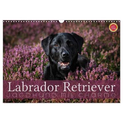 Labrador Retriever - Jagdhund mit Charme (Wandkalender 2026 DIN A3 quer), CALVENDO Monatskalender