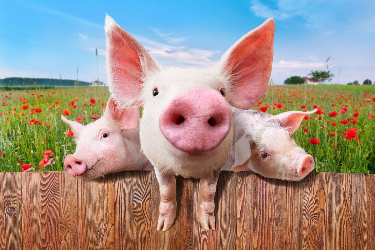 Papermoon "Schweine in Blumenwiese" bunt B/L: 3,5m x 2,6m, Bahnen: 7 Stk.