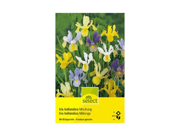 Select Holländische Iris Hollandica Mischung