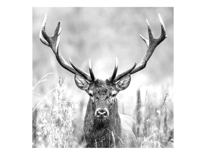 Glasbild Grey Deer Head Floatglas Grau 30 x 30cm