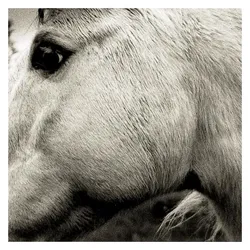 Cargo, Schallplatten, Bonny Light Horseman-BONNY LIGHT HORSEMAN (Bonny Light Horseman)