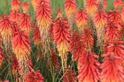 6 x Kniphofia hybr. Papaya Popsicle Fakkelbloem - Pot van 9 x 9 cm