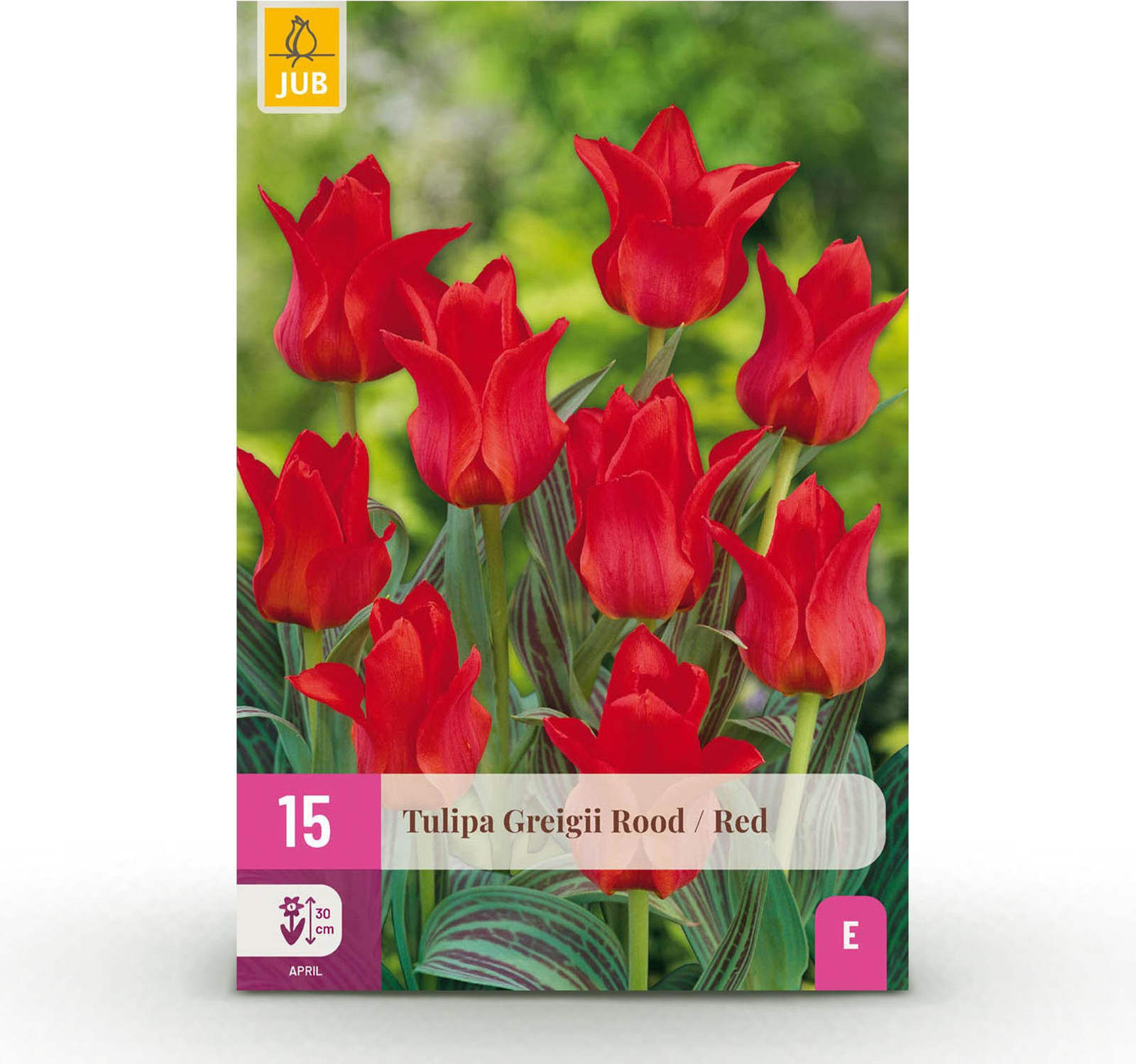 Pflanzenboutique Tulp Greigii Red - Rood - 15 stuks - Bolmaat 11/12