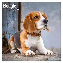 Various Publishers, Kalender, Beagle Calendar 2026 Square Dog Breed Wall Calendar - 16 Month