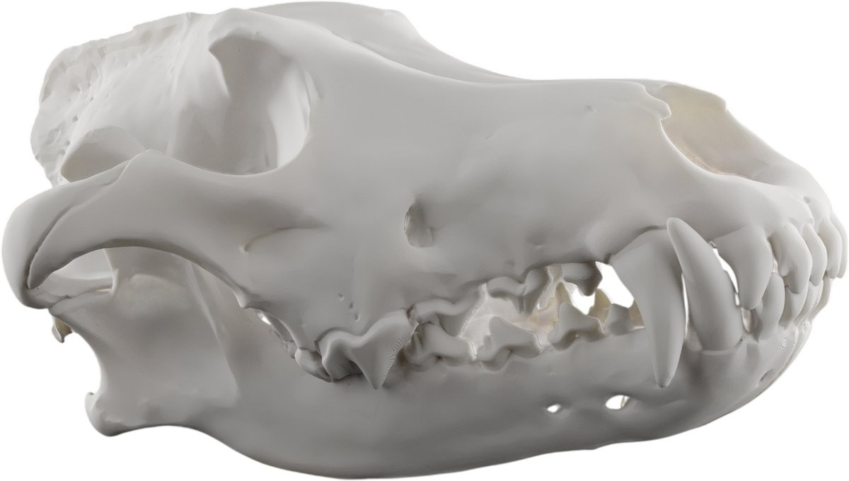 Wolf Möbel Wolf Schedel Decoratie Wit - Anatomisch Model Canis Lupus - Dieren Schedel Replica