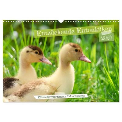 Entzückende Entenküken (Wandkalender 2027 DIN A3 quer), CALVENDO Monatskalender