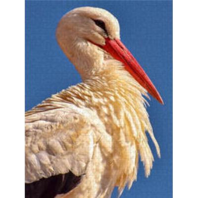 CALVENDO Puzzle Storch 1000 Teile Lege-Größe 480 x 640 cm Foto-Puzzle Bild von Peter Roder