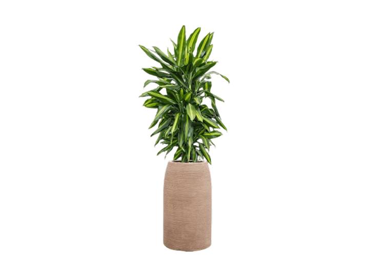 Pflanzen Arrangement „Dracaena fragrans Cintho in Colorado“, Höhe 110-120 cm Baq Design