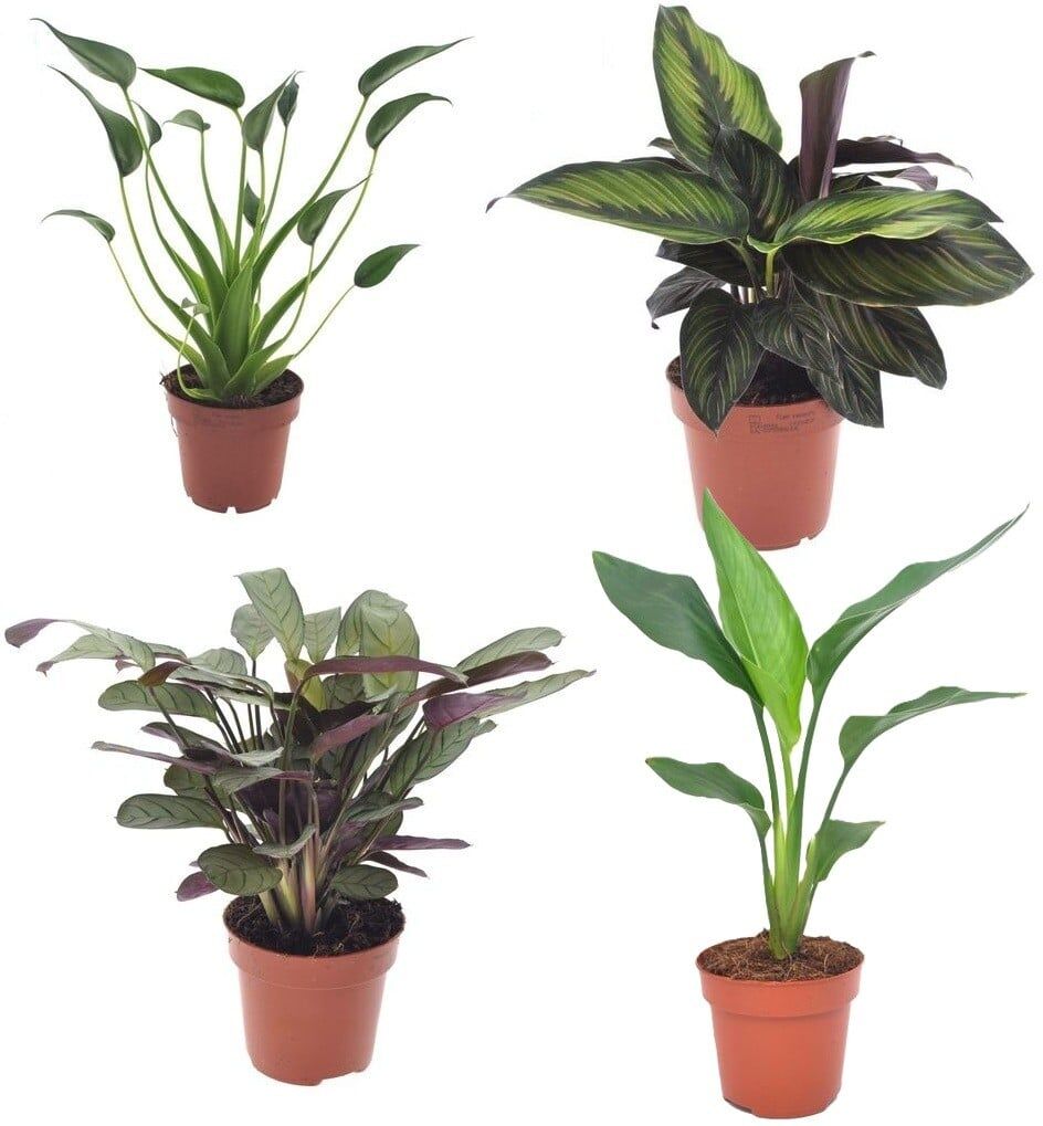 Zimmerpflanzen-Set im 12 cm Topf mit Pfeilblatt, Korbmarante, Gebetspflanze & Baumstrelitzie