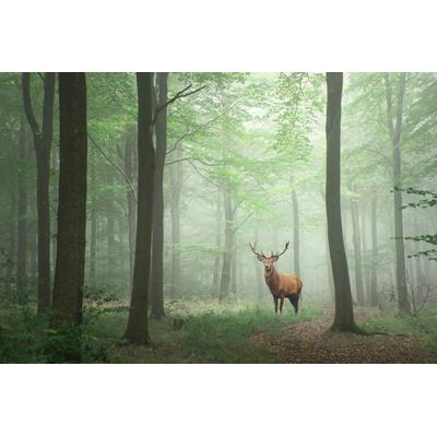 Fototapete PAPERMOON "Hirsch im Wald", bunt, B:2m L:1,49m, Vlies, Tapeten