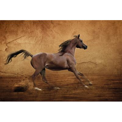 Fototapete PAPERMOON "PFERD-RUNNING ARABER IM ARENA GALOPP TIER MAUER SAND", bunt, B:3m L:2,23m, Vlies, Tapeten