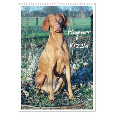 Magyar Vizsla (Wandkalender 2027 DIN A3 hoch), CALVENDO Monatskalender