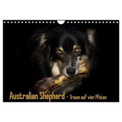 Australian Shepherd - Traum auf vier Pfoten (Wandkalender 2027 DIN A4 quer), CALVENDO Monatskalender