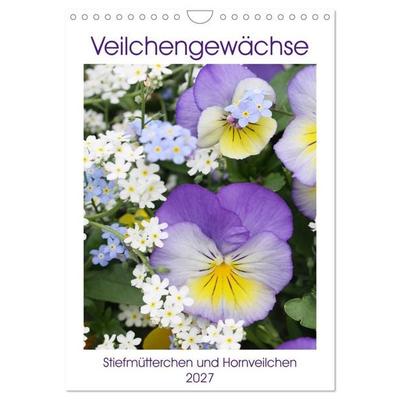 Veilchengewächse Stiefmütterchen und Hornveilchen (Wandkalender 2027 DIN A4 hoch), CALVENDO Monatskalender