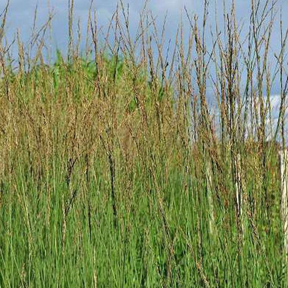 Molinia Caerulea Heidebraut Pijpestrooitje 6 stuks Pot 9 x 9 cm
