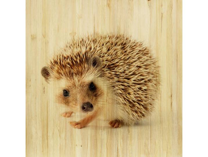 Babywanddeko Ivo Igel, Mehrfarbig, Holz, Birke, 60x60x3 cm, Babymöbel, Kinderzimmer-Deko, Babyzimmer Wanddeko