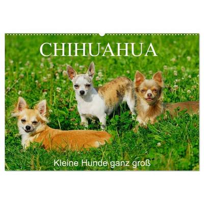 Chihuahua - Kleine Hunde ganz groß (Wandkalender 2026 DIN A2 quer), CALVENDO Monatskalender