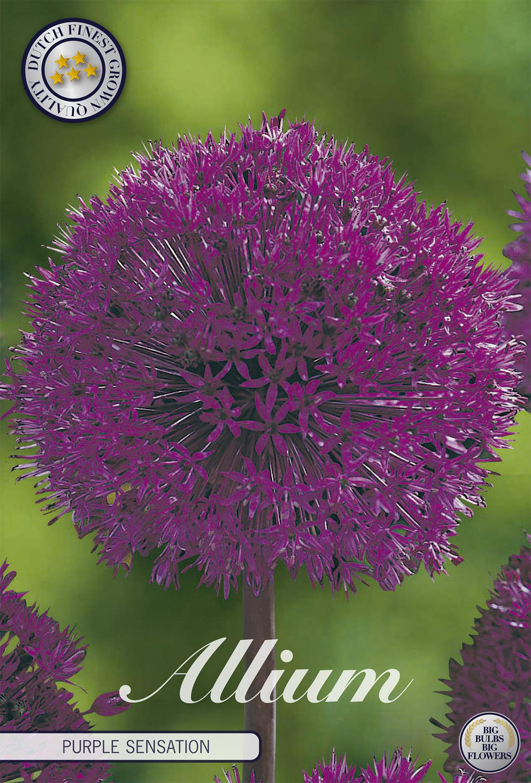 Sam van Schooten Zierlauch Purple Sensation Sierui-bollen (5 stuks)