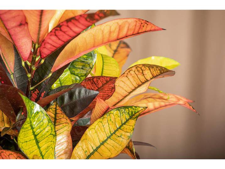 Kroton Mrs. Iceton ', Topfgrösse Ø21cm (Codiaeum variegatum 'Mrs. Iceton ')'