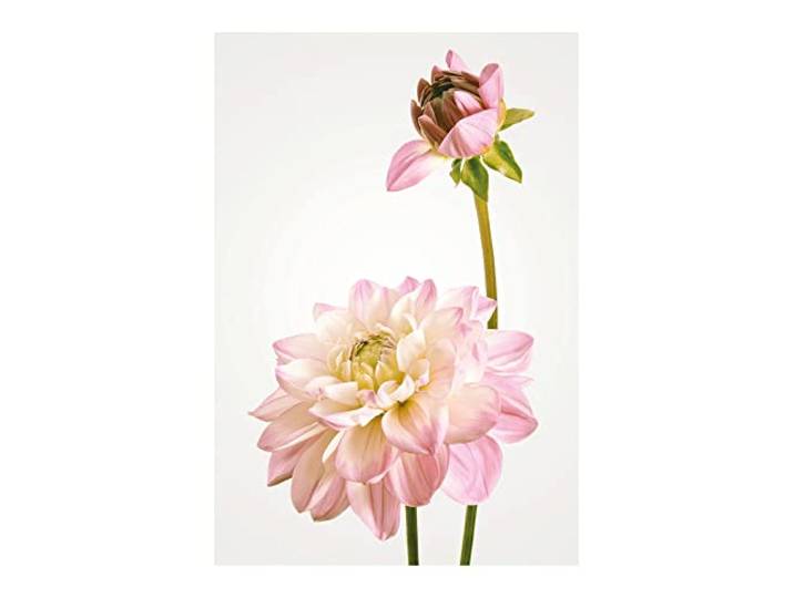 Komar Dahlia – Taille : 50 x 70 cm Image murale (sans cadre) – Pure Boutique