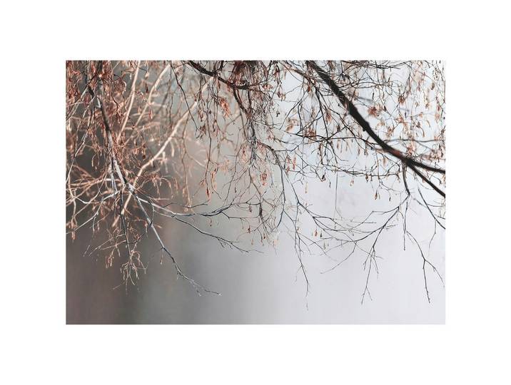 FOTOTAPETE Zweige Baum Beton Wohnzimmer 200x140