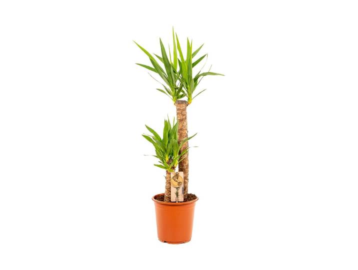 Yucca Elephantipes Ø21cm