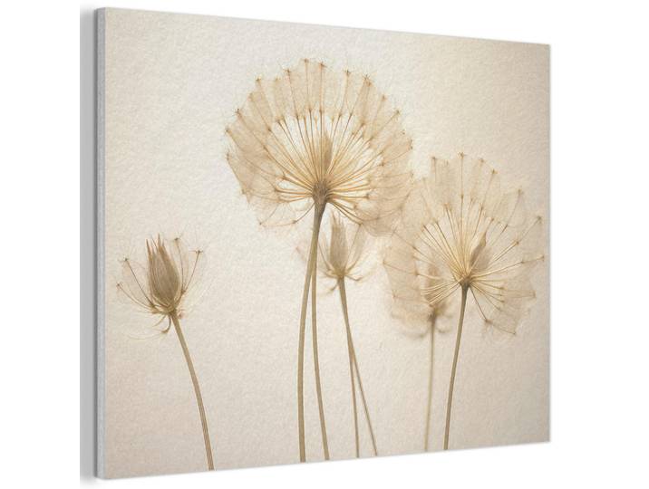 MuchoWow Akustikbild - Sonnenlicht - Löwenzahn - Botanisch - Blumen - 70x50, Creme, Kunststoff, Rechteckig, 70x50x0.9 cm, Wandverkleidung, Akustikpaneele