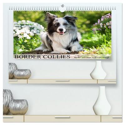 Border Collies - nicht nur schwarzweiß (hochwertiger Premium Wandkalender 2026 DIN A2 quer), Kunstdruck in Hochglanz