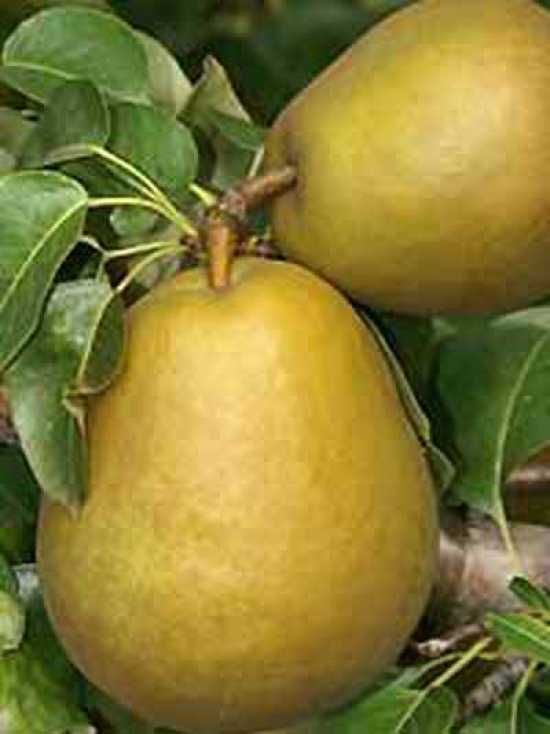 Pflanzen Birnenbaum Gellerts Butterbirne 7,5 L Container