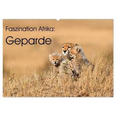 Faszinaton Afrika: Geparde (Wandkalender 2027 DIN A2 quer), CALVENDO Monatskalender