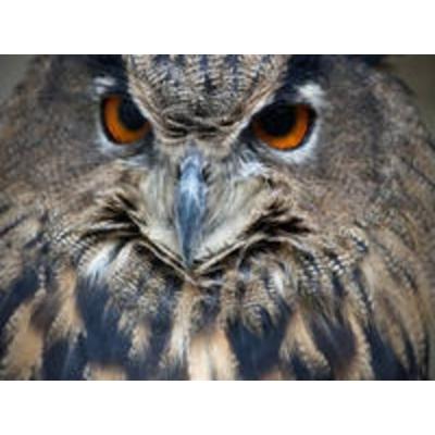 CALVENDO Puzzle Eule | 1000 Teile Lege-Größe 64x48cm Foto-Puzzle für glückliche Stunden