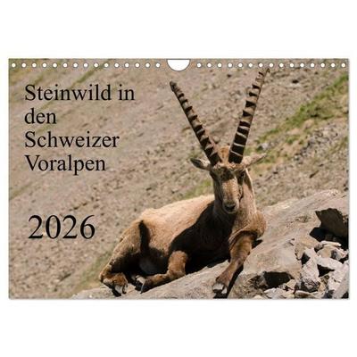 Steinwild in den Schweizer Voralpen (Wandkalender 2026 DIN A4 quer), CALVENDO Monatskalender