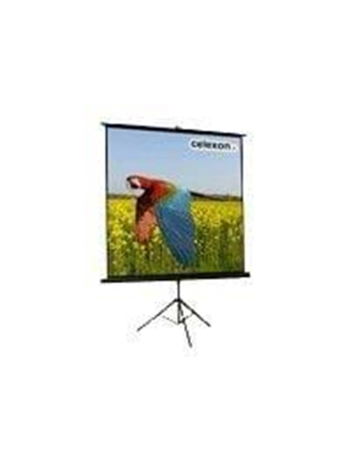 Celexon Economy tripod screen