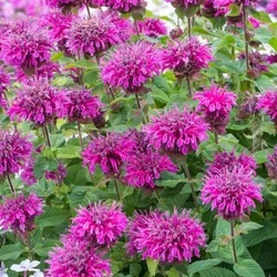 Bienenminze – Monarda hybrida 'Bee-Free'