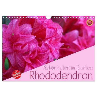 Rhododendron Schönheiten im Garten (Wandkalender 2026 DIN A4 quer), CALVENDO Monatskalender