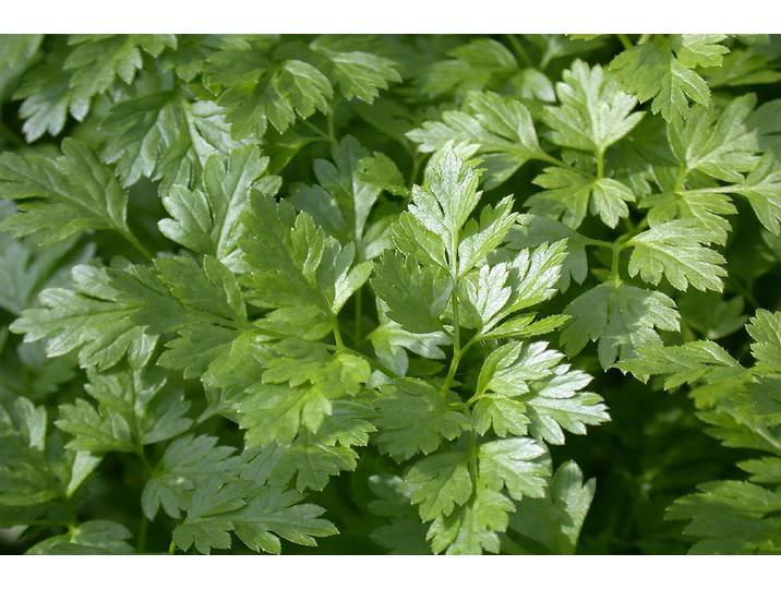 Naturaplan Glatte Petersilie ⌀ 13 cm