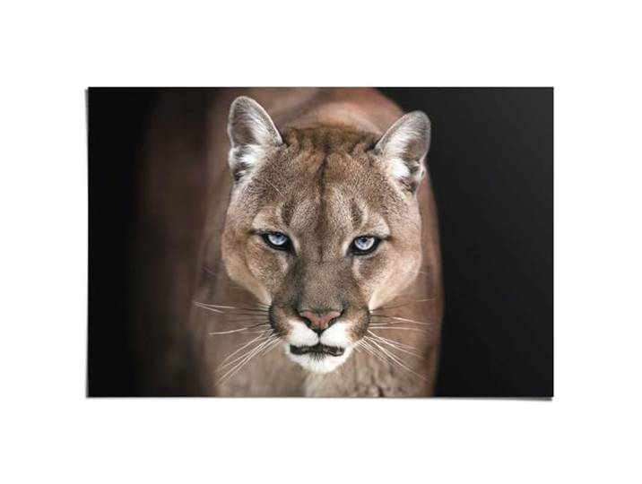 REINDERS Poster, Puma, Schlafzimmer, Poster, Wanddeko, Room Decor, Bilderdruckpapier, Beige, 61 x 91,5