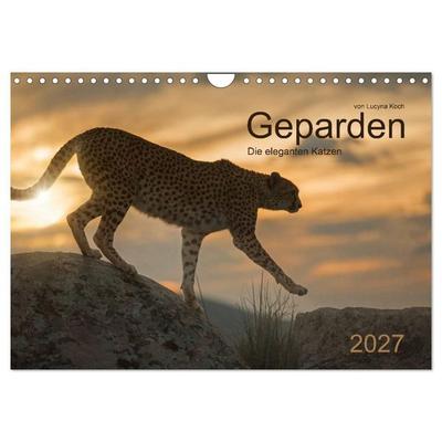 Geparden. Die eleganten Katzen. (Wandkalender 2027 DIN A4 quer), CALVENDO Monatskalender