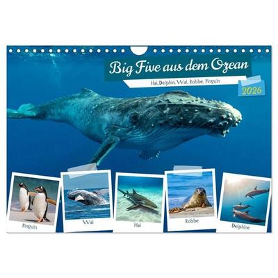 Big Five aus dem Ozean Hai, Delphin, Wal, Robbe, Pinguin (Wandkalender 2026 DIN A4 quer), CALVENDO Monatskalender