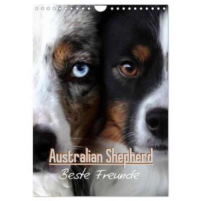 Australian Shepherd - Beste Freunde (Wandkalender 2027 DIN A4 hoch), CALVENDO Monatskalender