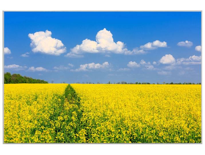 Bild mit Rahmen Gelbes Rapsfeld image LAND