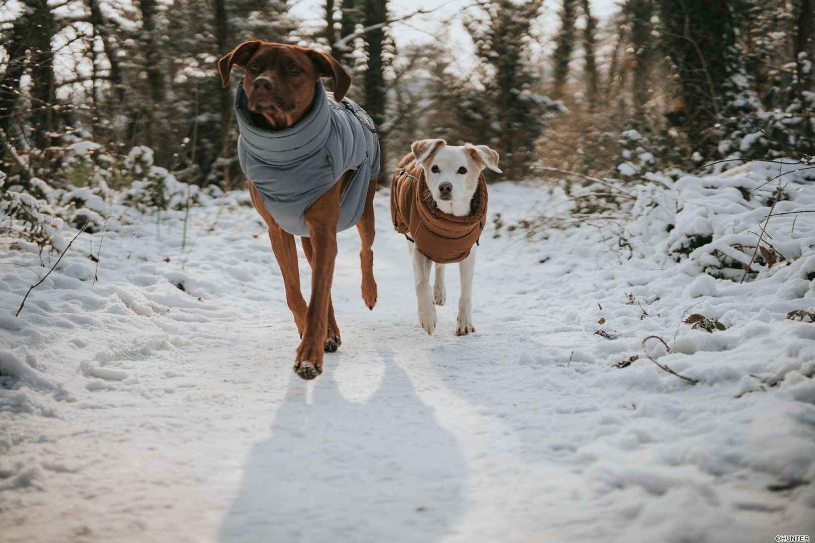 DOG SPORT HUNTER Hundemantel Paxson 80, karamell