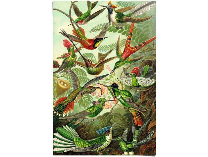 Poster REINDERS Hummingbirds Vogel - Tiermotiv - Natur - Botanisch - Ernst Haeckel , grün (farbe bild(er): grün), B:61cm H:91,5cm, Papier, Bilder, Poster