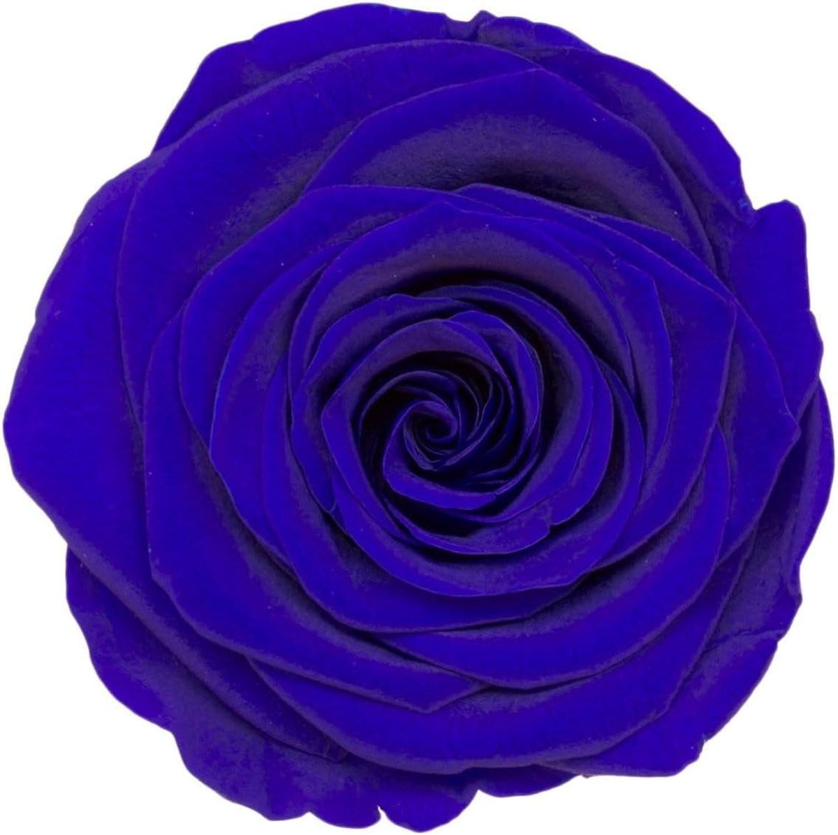 21 stuks Geconserveerde Rozenkoppen - Koninklijk Blauw - Natuurlijk Echt