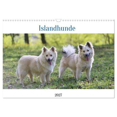 Islandhunde (Wandkalender 2027 DIN A3 quer), CALVENDO Monatskalender
