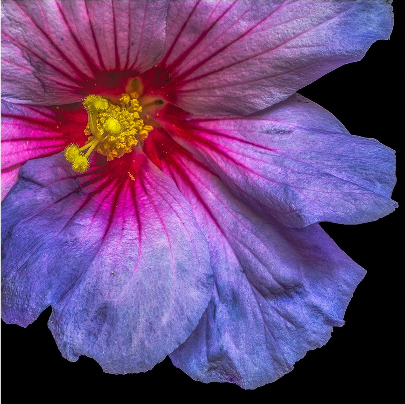 image LAND Hibiskusblüte in Blau und Rosa